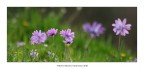 Voglia di primavera