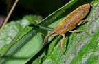 Dovrebbe trattarsi di (Lixus pulverulentus) Dovrebbe trattarsi di (Lixus pulverulentus)