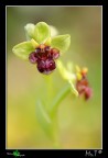Ophrys bombyliflora