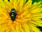 mosca mosca