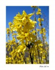 Primavera Primavera