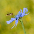 Episyrphus balteatus su Cichorium intybus
Uno scatto della scorsa estate, in attesa che arrivino i primi insetti.
D3 105vr micro, 2flash sb-r200 f14 800iso, mano libera.

1200px http://img260.imageshack.us/img260/7416/223w.jpg