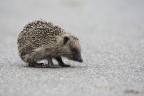 Riccio comune (Erinaceus europaeus) Riccio comune (Erinaceus europaeus)