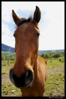 ...Cavallino... ...Cavallino...