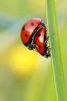 ladybugs in love
