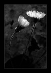La luce dentro i fiori La luce dentro i fiori