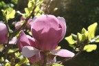 fiore fiore