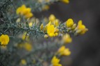 Giallo Giallo
