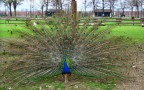 mi pavoneggio un po' mi pavoneggio un po'