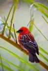 Madagascar Red Fody Madagascar Red Fody