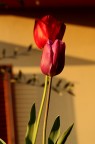 tulipan tulipan