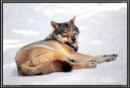 Lupo # 16 - ....un po di riposo.....č domenica!!! Lupo # 16 - ....un po di riposo.....č domenica!!!