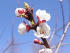 Fiore Fiore
