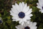 flower flower