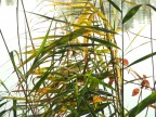 Papiri Papiri
