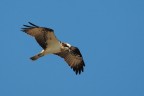 Falco pescatore Falco pescatore