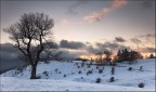 Alberi Alberi