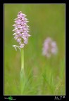 Orchis lactea