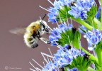 l'arrivo della primavera l'arrivo della primavera