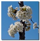 Ciliegio in fiore Ciliegio in fiore