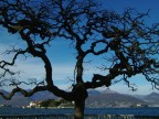 Fotografia scattata sul lungolago di Stresa dopo aver notato 
Il disegno creato dai rami di questo albero.

Con Fujifilm Finepix F700
Dati di scatto:
lunghezza focale	7,7mm
Diaframma		f8
Tempo			1/1000�
Compensazione	-2