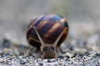 Lumaca Lumaca