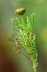 tipula tipula
