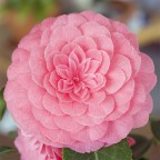 camelia rosa