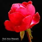 Rosa Rosa