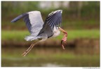 Volo con preda Volo con preda