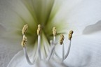 Macro di un Amarillis