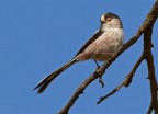 Codibugnolo (Aegithalos caudatus) Codibugnolo (Aegithalos caudatus)