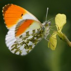Anthocharis cardamines