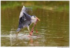 Corsa a pelo d'acqua Corsa a pelo d'acqua