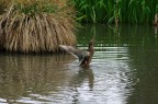 Dancing Duck Dancing Duck