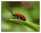 rosso, verde, nero rosso, verde, nero