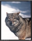 Lupo # 23 - Ritratto