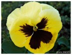Pensiero in giallo Pensiero in giallo