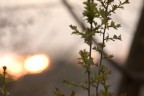 un'alba "diversa" un'alba "diversa"