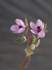 fiorellini rosa fiorellini rosa