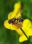 nettare giallo