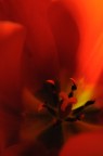 tulipani tulipani