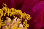 peonia...