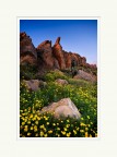 Rocks and Flowers Rocks and Flowers