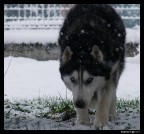 Fuji S100Fs -ISO400 -400mm -f7.2 -1/250sec.