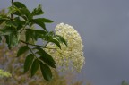 fiori di primavera fiori di primavera