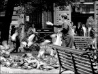 La donna dei piccioni La donna dei piccioni