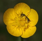 Io ci sguazzo! Ahh......