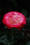 Rosa 22