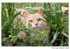 Gatto che spunta... Gatto che spunta...